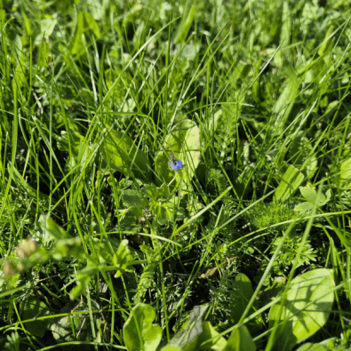 Biodiverse-turf-with-purple-flower-and-hoverfly-2