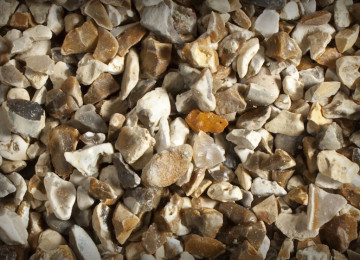 chard flint